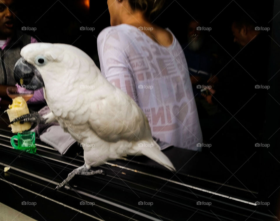 Bird, Portrait, One, People, Feather