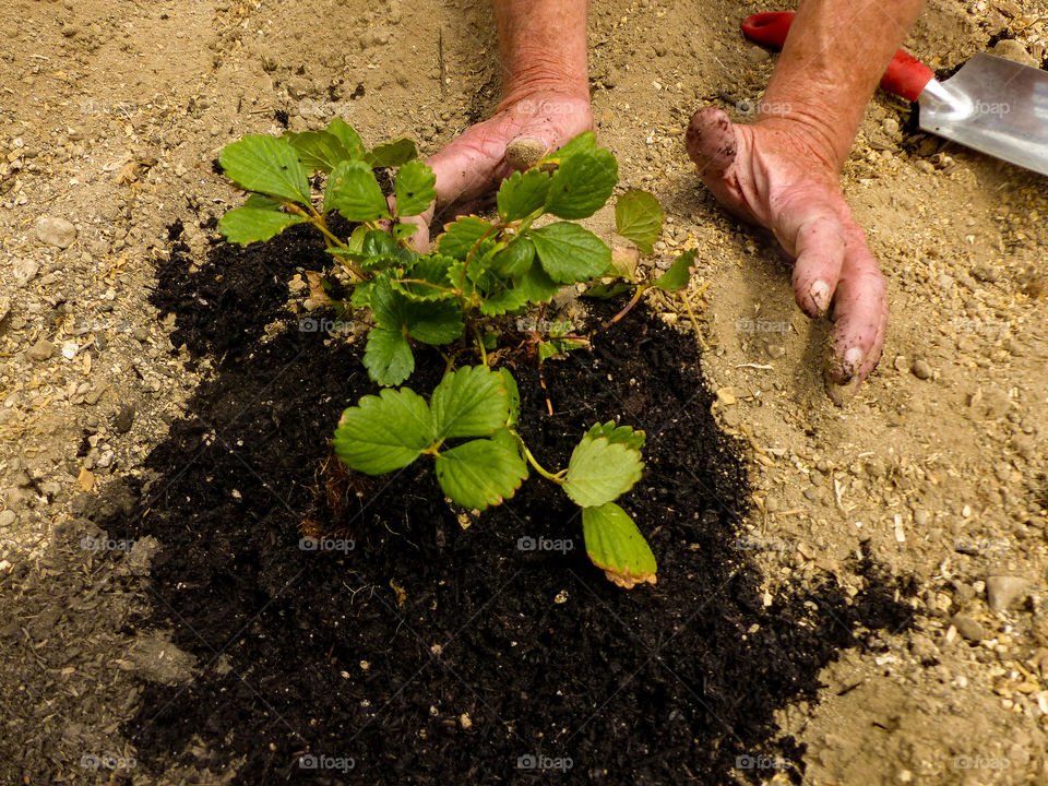 Person planting strawberry plant