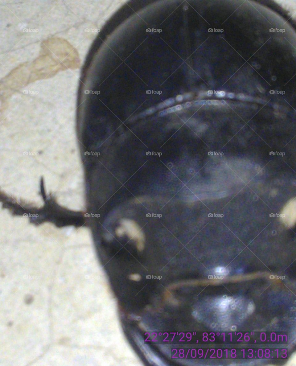 These dung insect is not cut down trend of the beautiful rigid black joining catch.