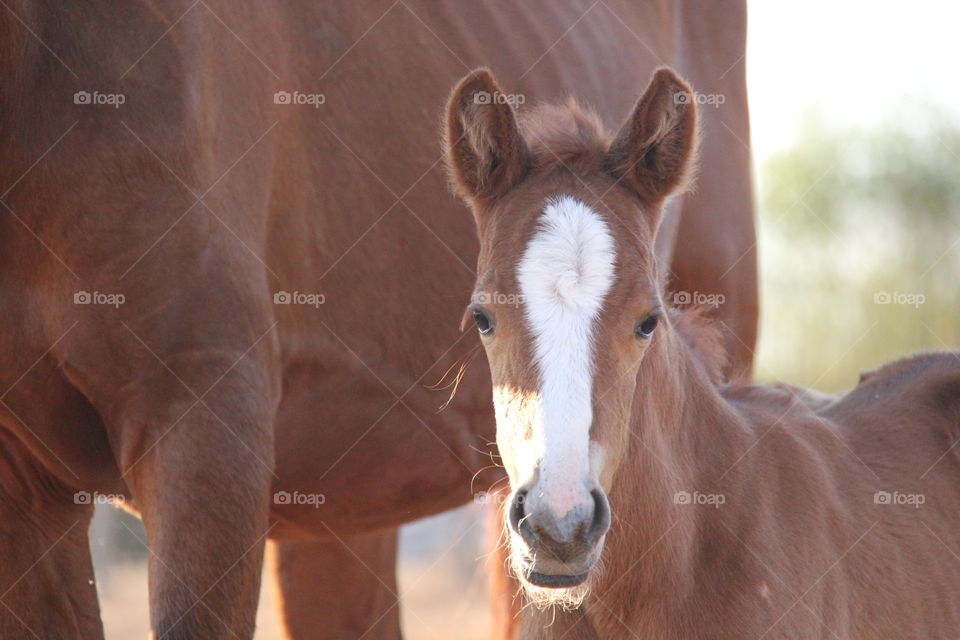 Baby horses!