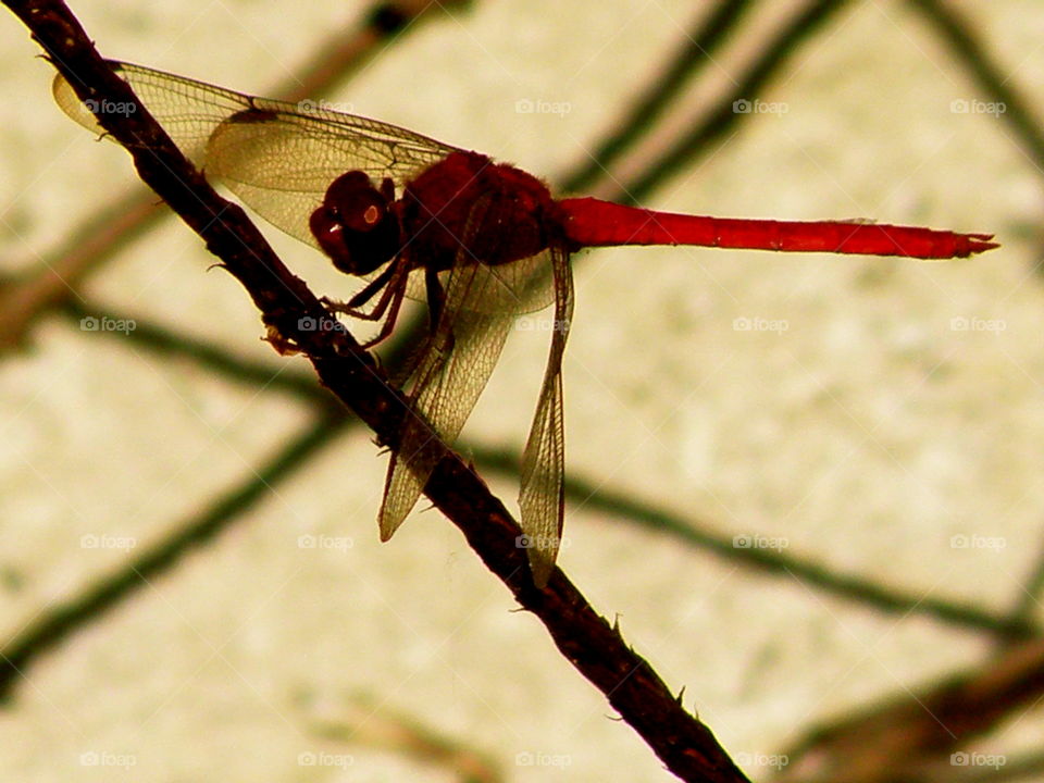 Resting Dragonfly. Hilton Head Island Nature Trail
