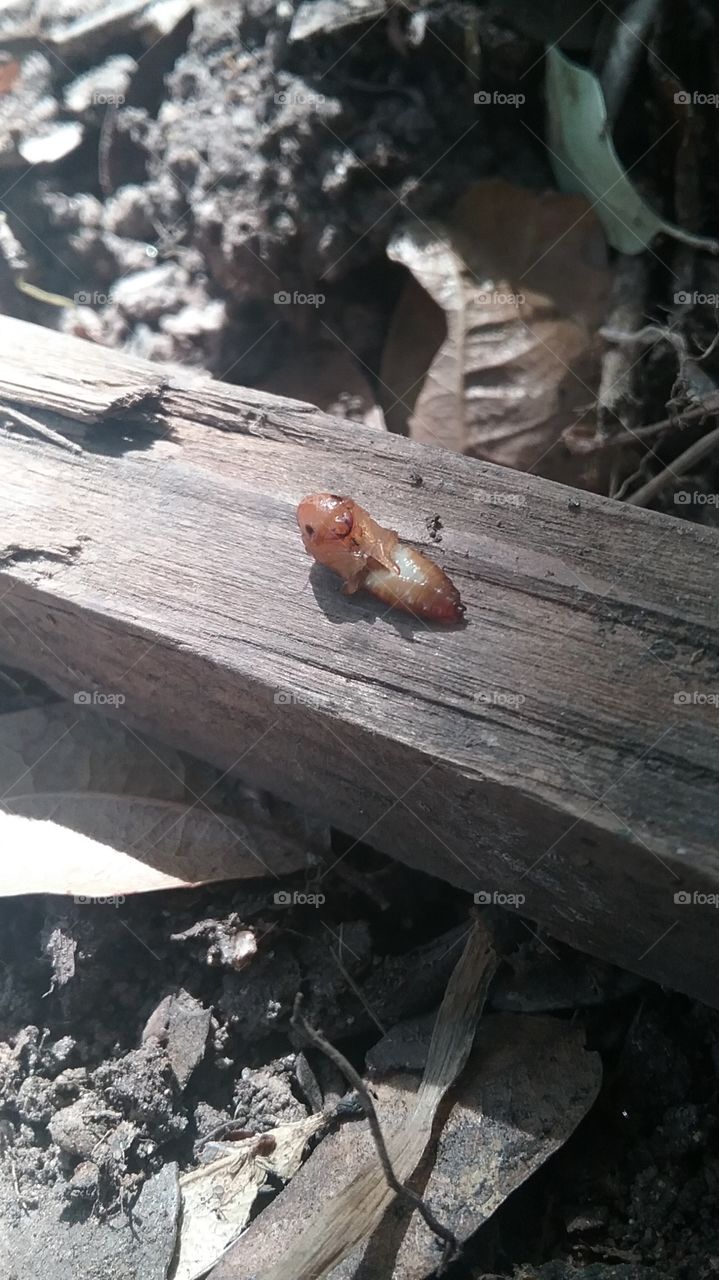 Smiling Cicada