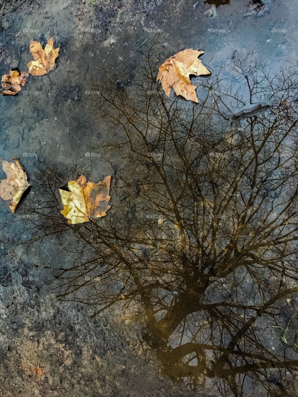 Tree reflection 