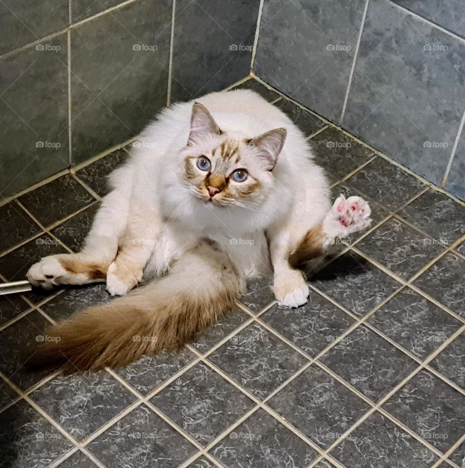 Sacred birman cat surprised while washing his butt