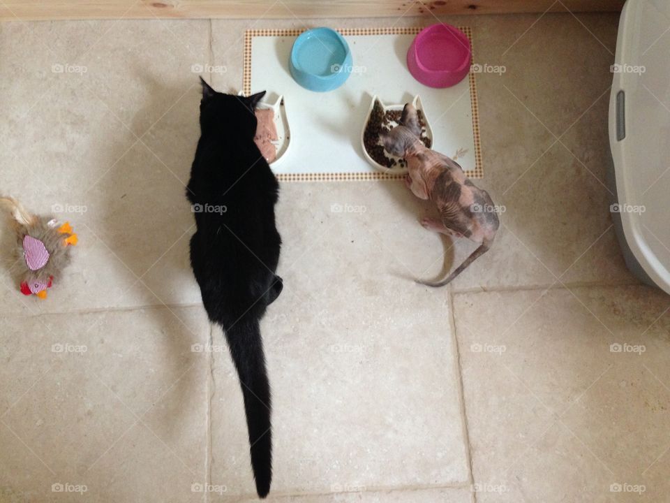 Cats eating in top view