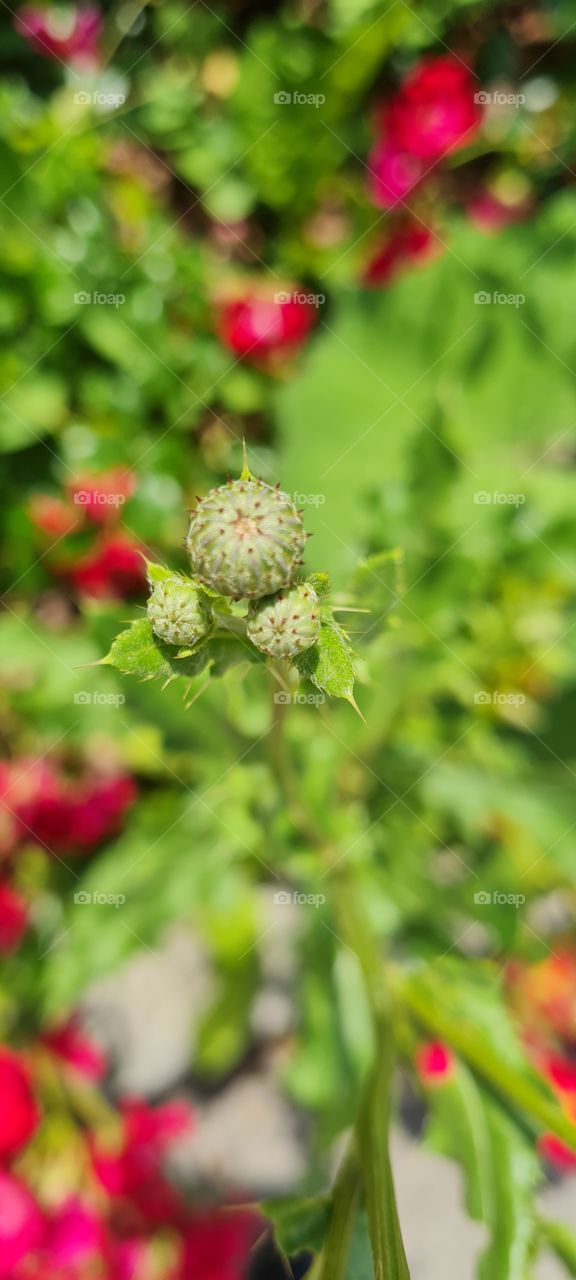 Cirsium arvense