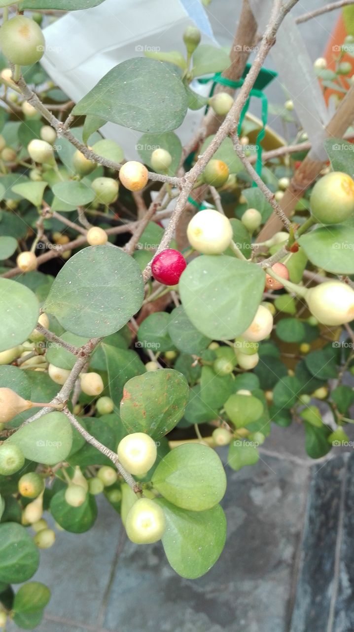 Berries on tree
