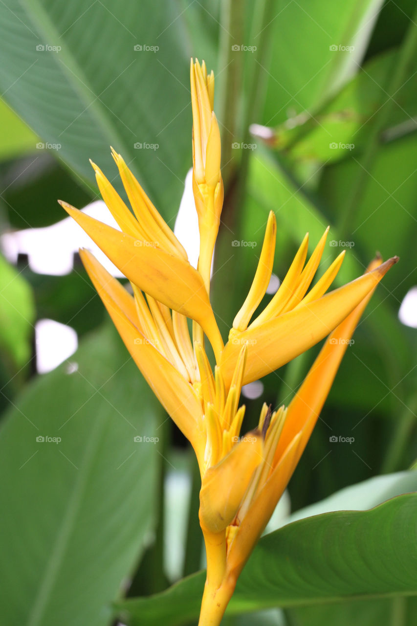 green yellow nature flower by sonchai