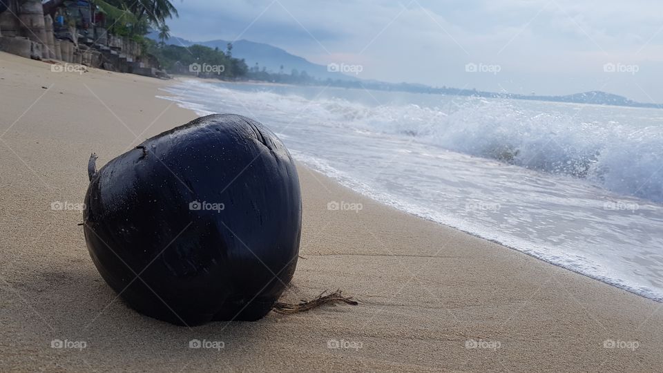 coconut on the beach