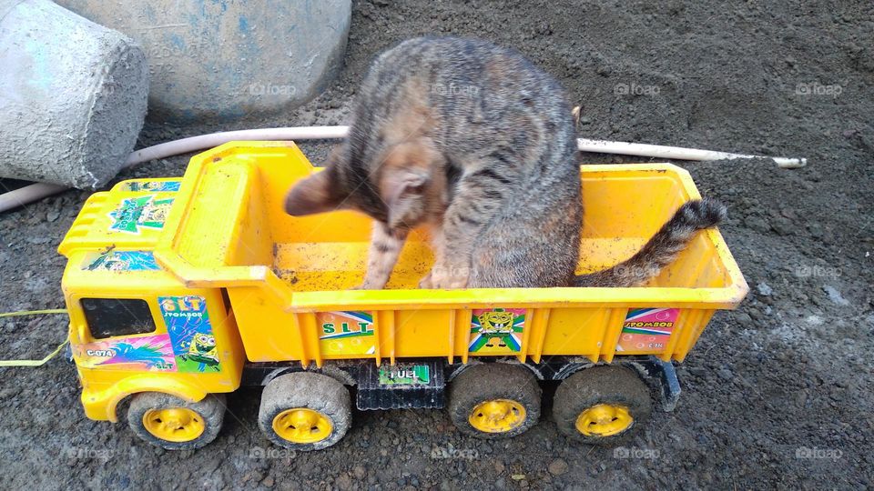 Cute kitten sitting on toy car