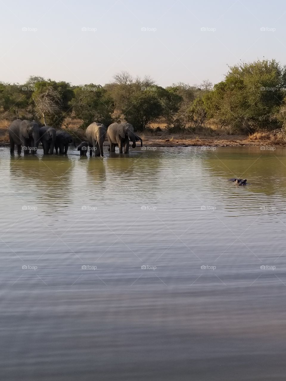 Elephants