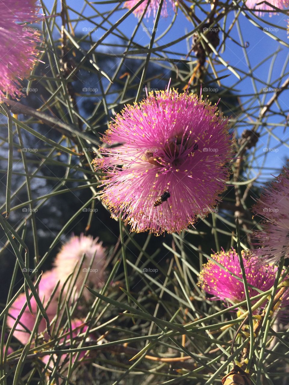 A native bee visiting an Australian native flowering bush 
