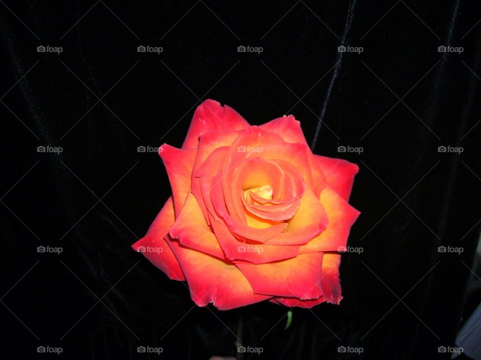 My rose