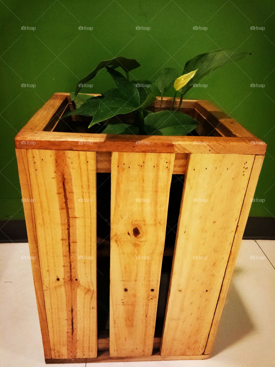 box
wood
flower
