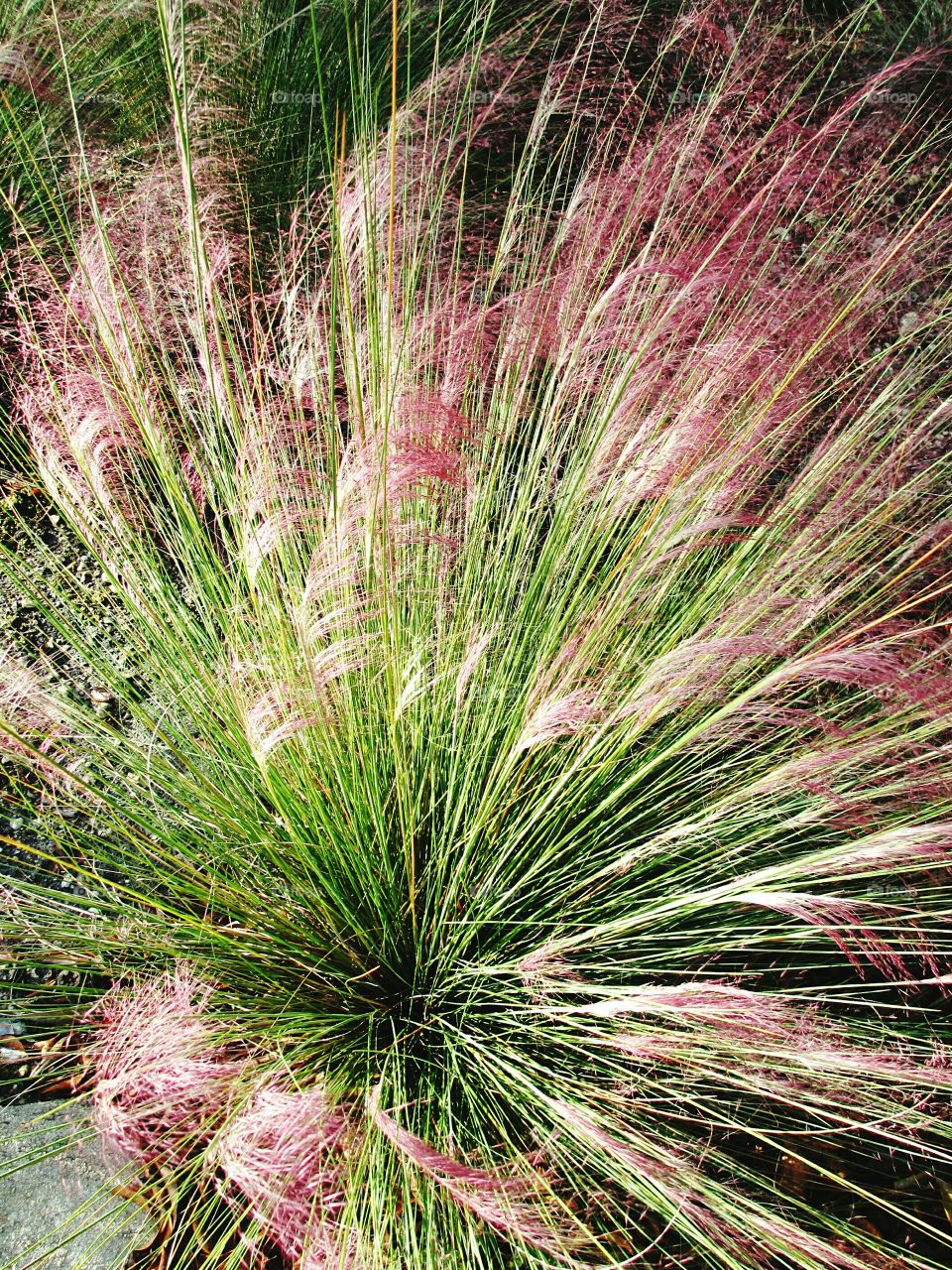 High angle view of plant