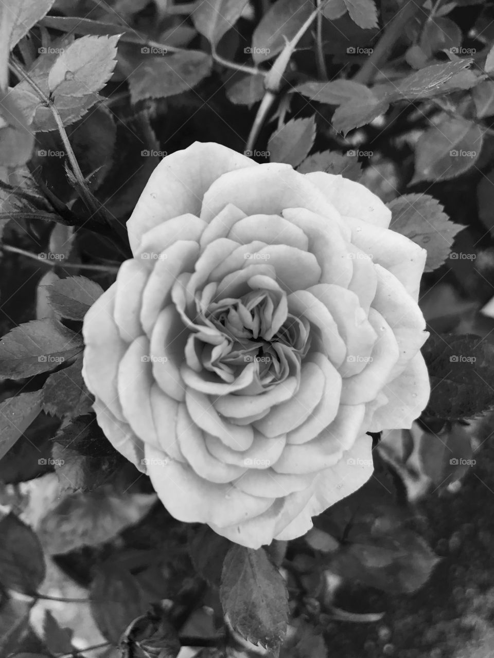 Rose in black and white 