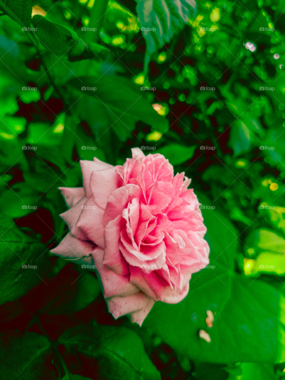 The Colour Pink Makes everything Pretty🥀💖