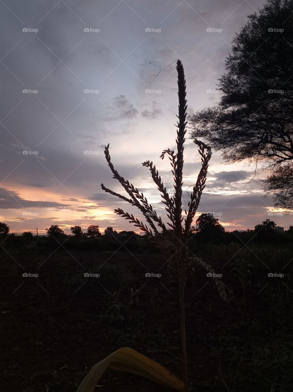 Natura lover🌿🍃 in village are thanks for supporting me keep support me for more nature 🌿🍃photo click ❤