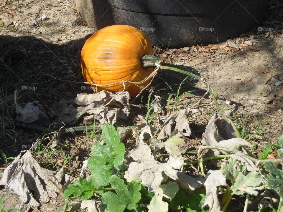 happy 😊 Halloween 🎃. This is a picture of a pumpkin that I saw while visiting a nursery near Jacksboro Texas