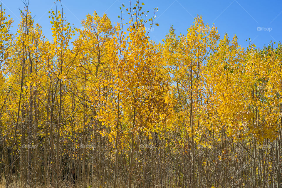 A stand of golden aspen trees proudly display their beautiful fall foliage on a clear Colorado day.