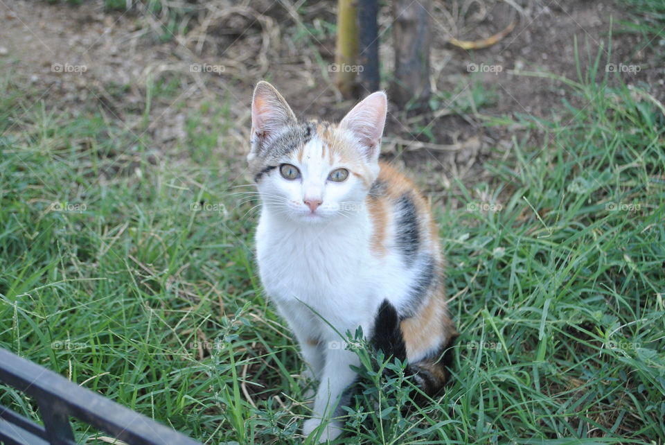 A beautiful cat looking at the camera