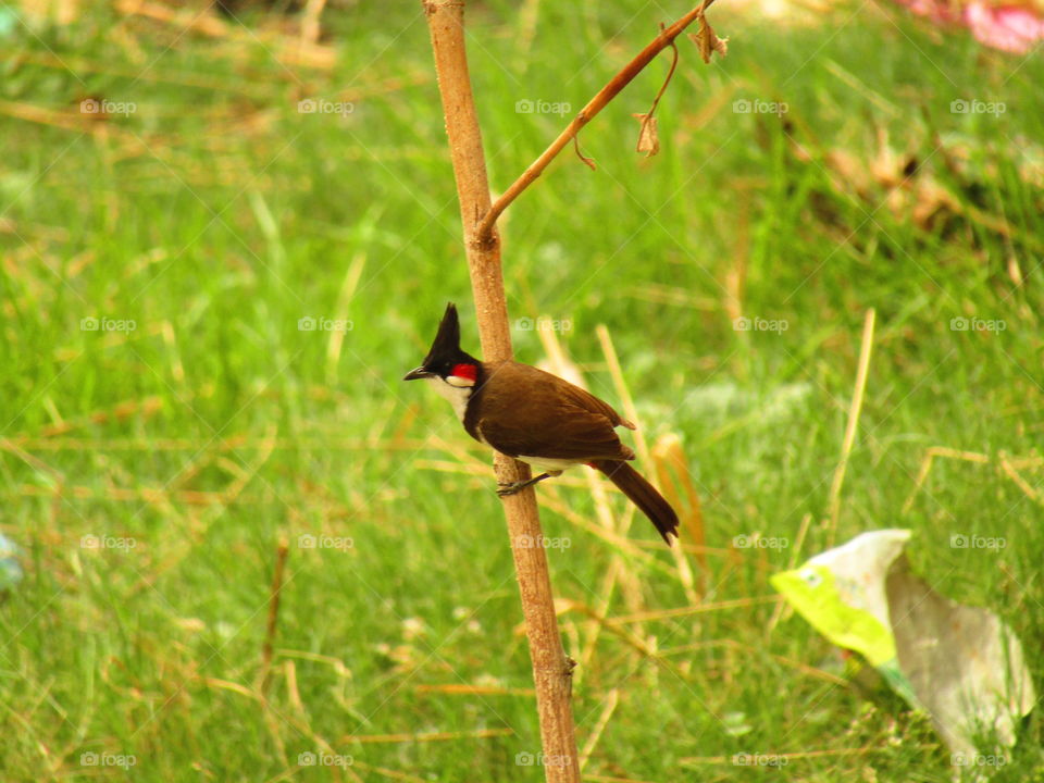 The red-whiskered bulbul (Pycnonotus jocosus), or crested bulbul, is a passerine bird found in Asia. It is a member of the bulbul family.