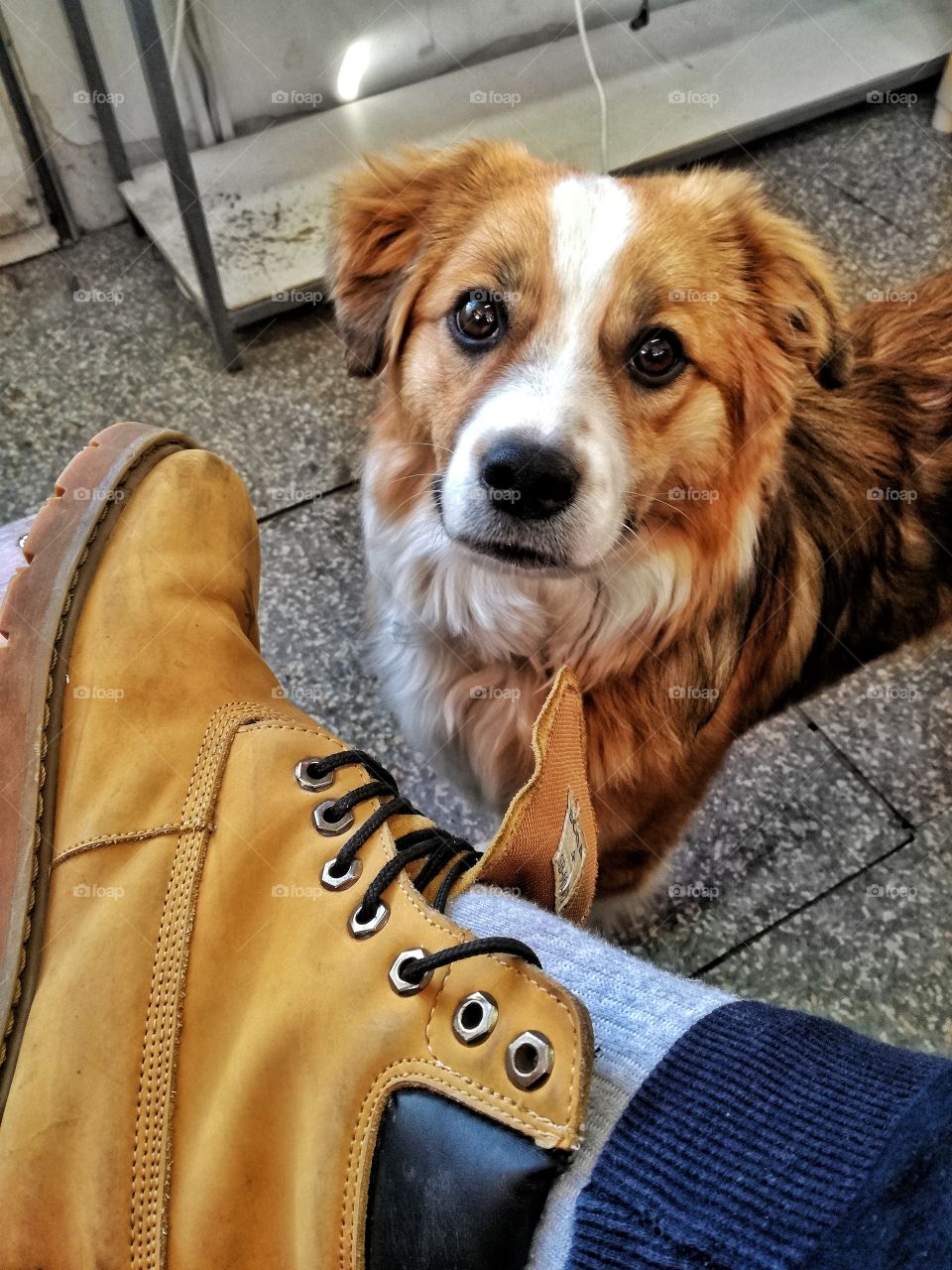 Dog and Timberland boots