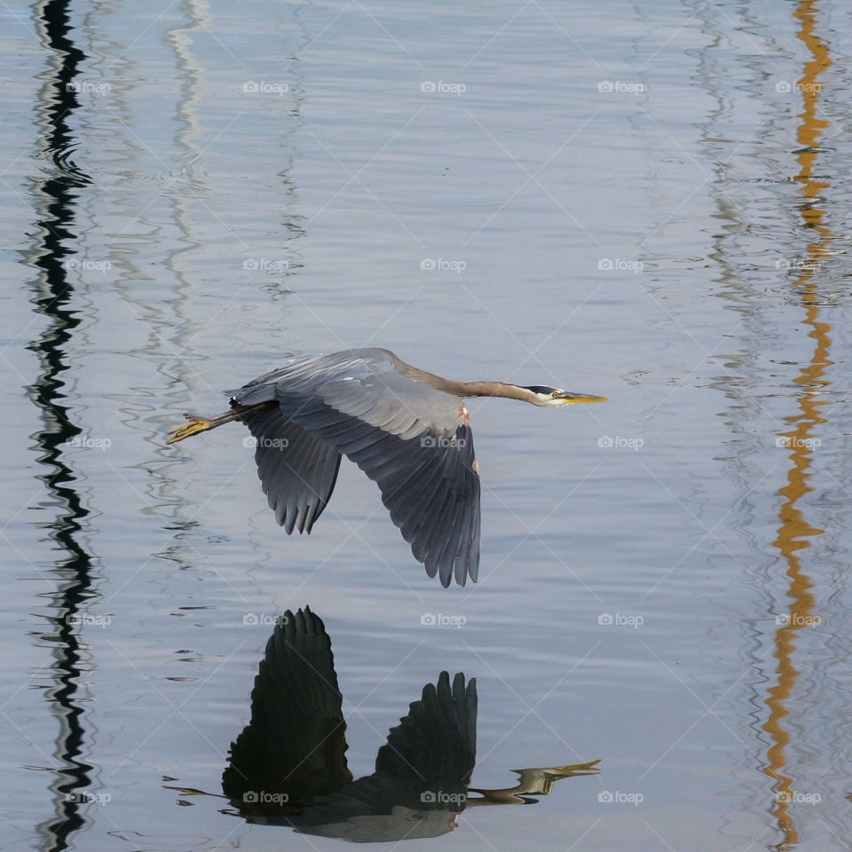 Great Blue Heron with reflection