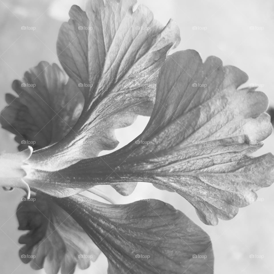 black & white hibiscus