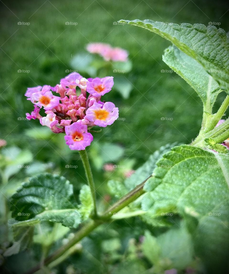 🌹 🇺🇸 Very beautiful flowers to brighten our day.  Live nature and its beauty. Did you like the delicate petals? / 🇧🇷 Flores muito bonitas para alegrar nosso dia. Viva a natureza e sua beleza. Gostaram das pétalas delicadas? 