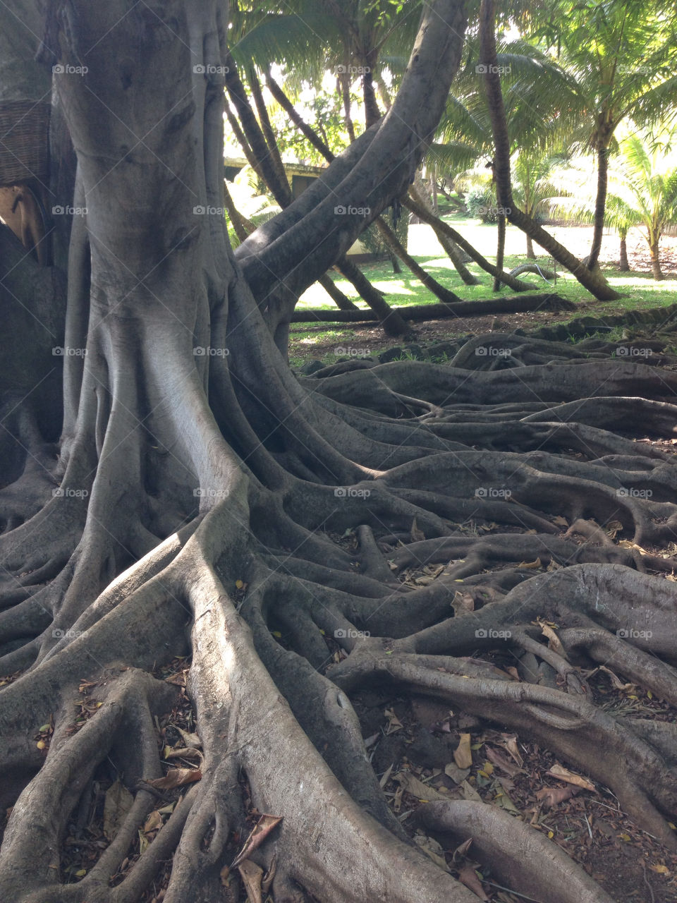 ocean nature pattern tree by tanushri123