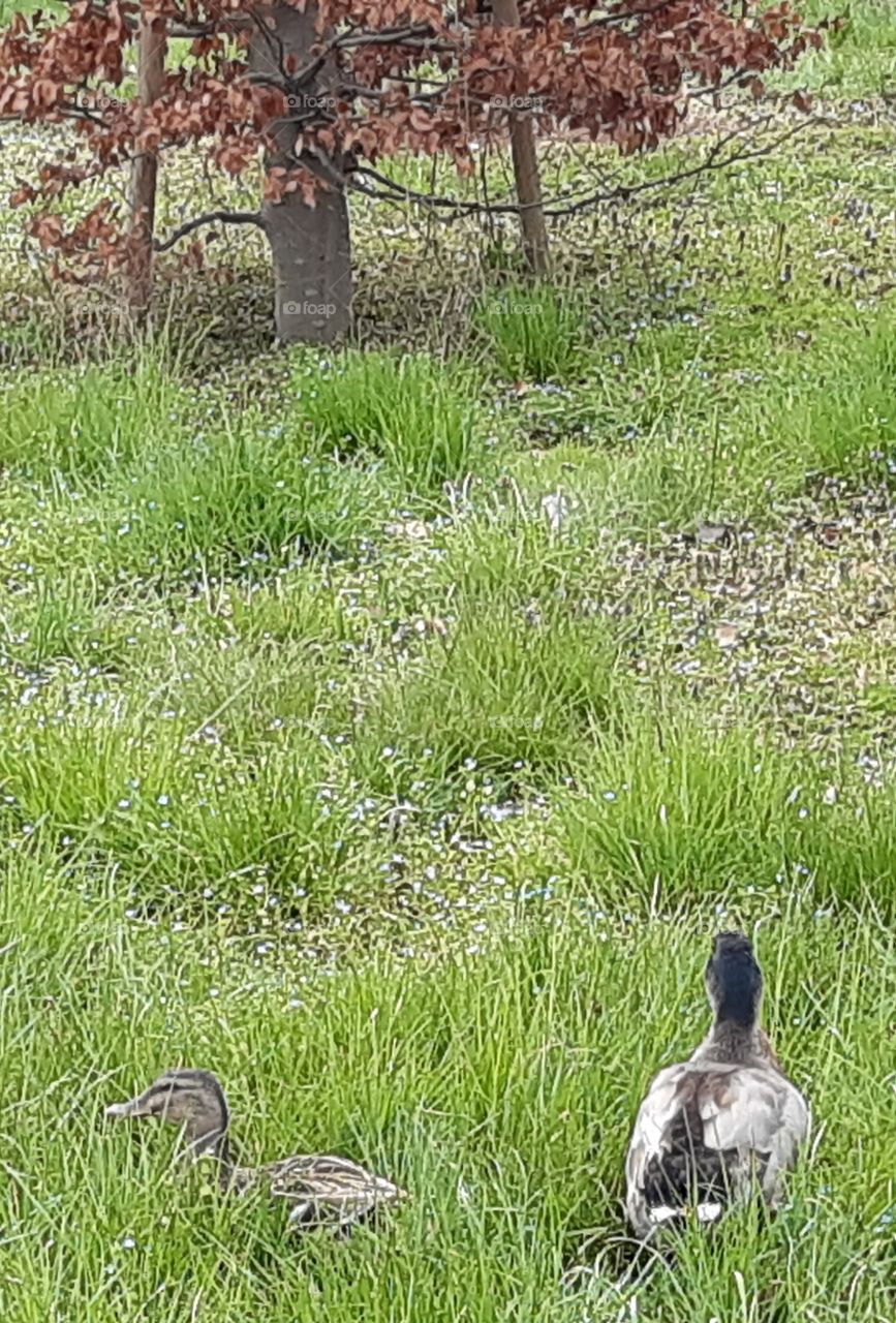 two ducks in the grass