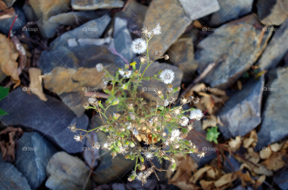 High angle view of plant growing amidst stones in Berlin, Germany.