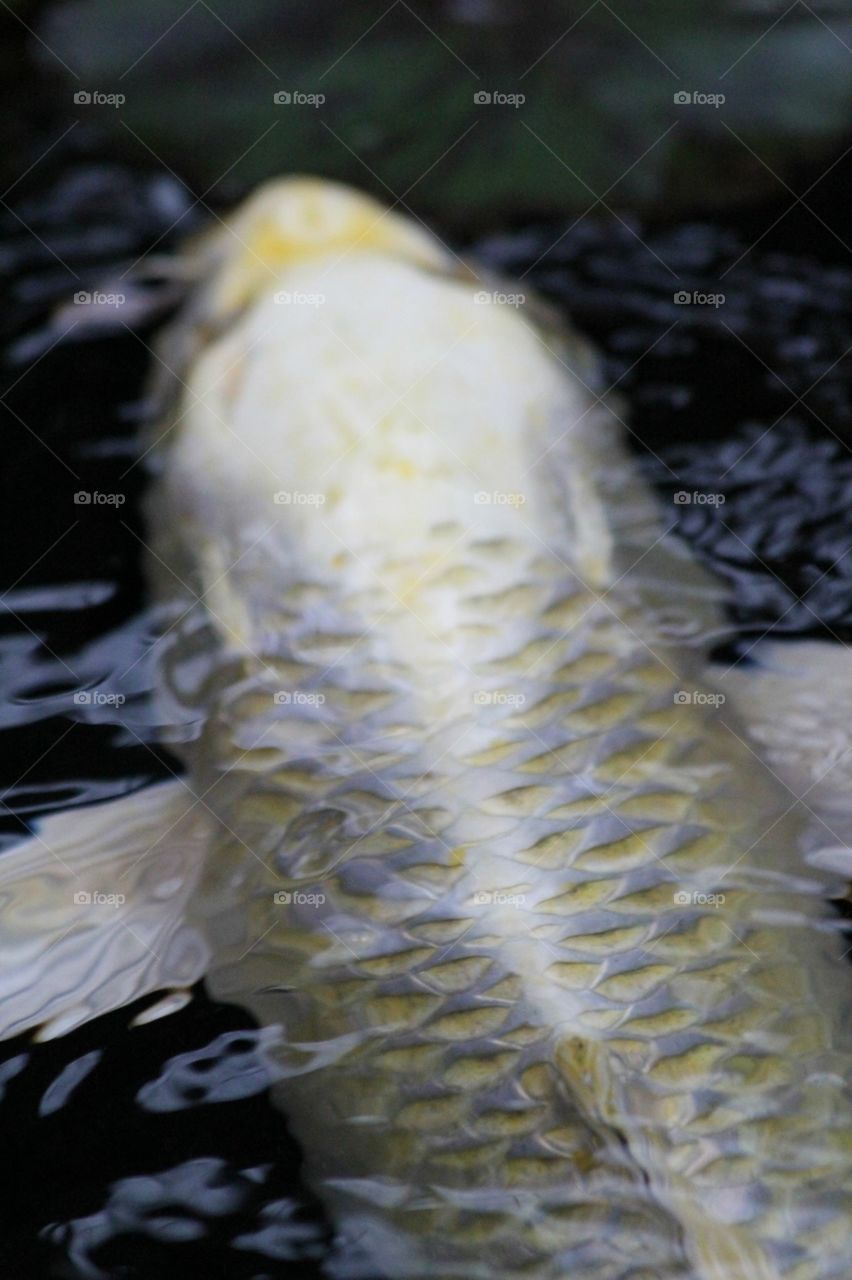 White koi fish 