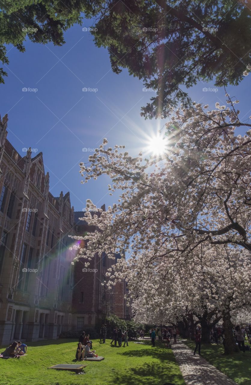 University of Washington. Cherry Blossom Spring of 2013