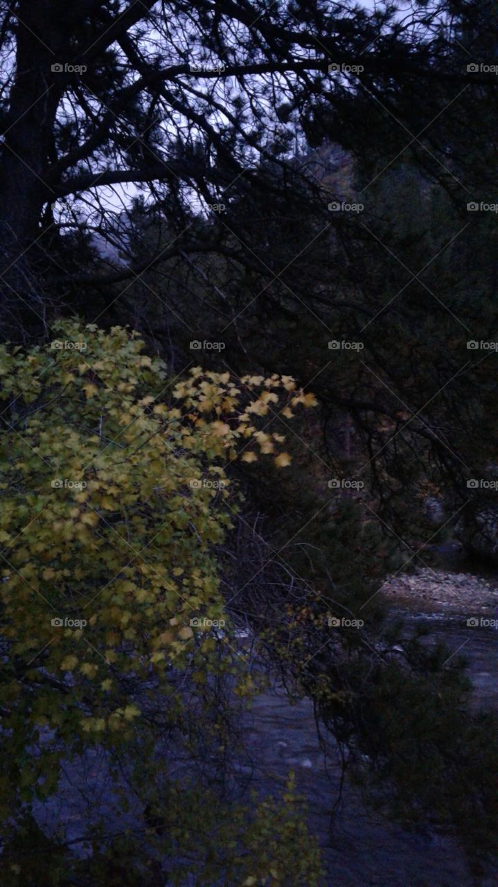Beautiful river scene through the trees in Colorado Rocky Mountains.
