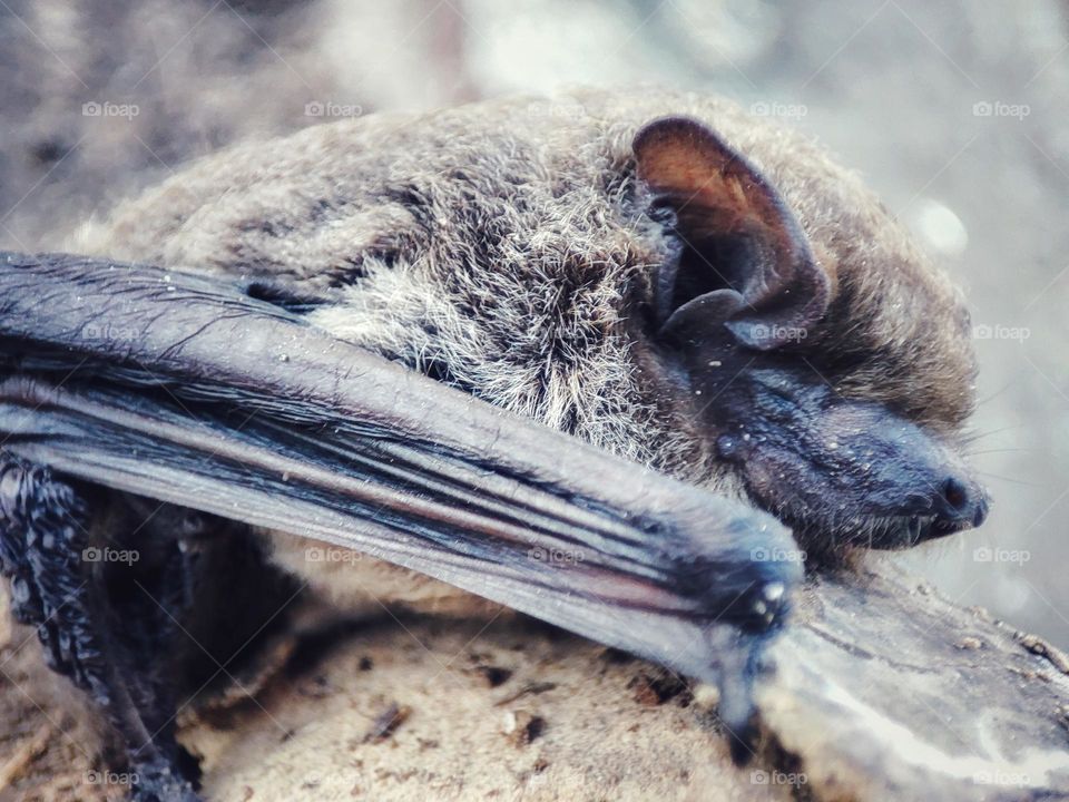 Nathusius's pipistrelle, Animal