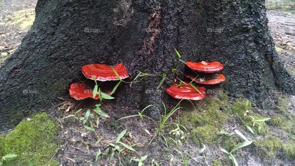 Big red mushrooms