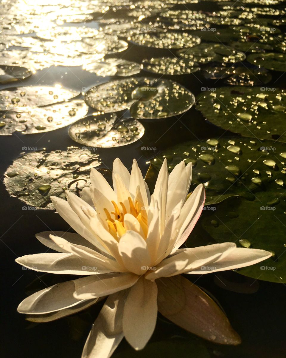 Waterlilly