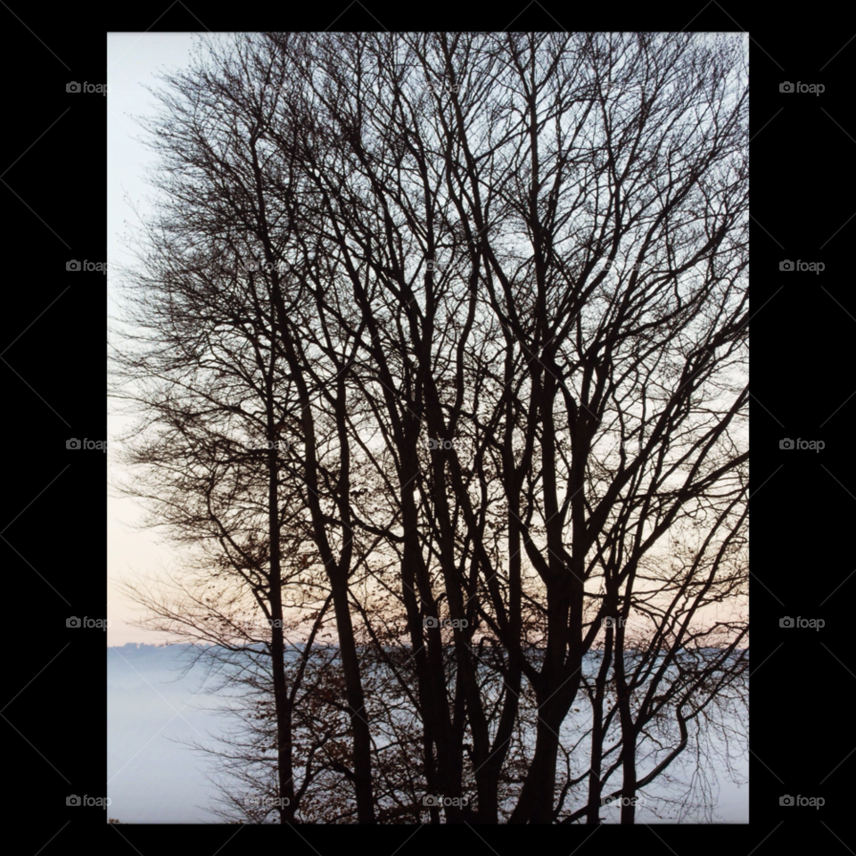 winter morning tree branches by Zestine