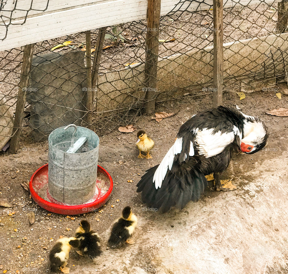 Essa é tirda com seus patinhos ❤️