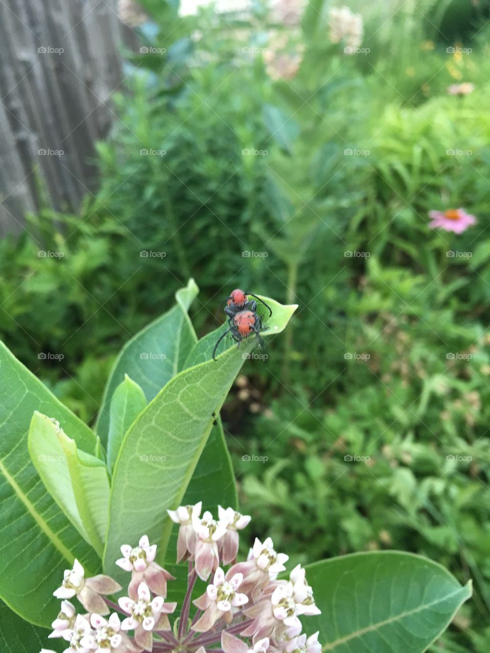 Red bugs on milkweed