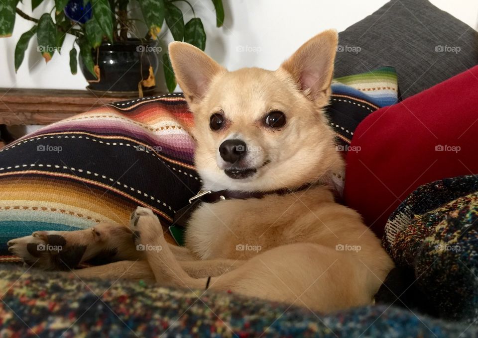 Portrait of a Chihuahua 