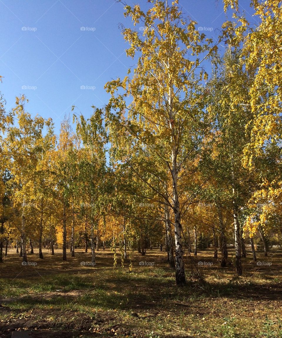autumn in Astana. gold leaf. blue sky.