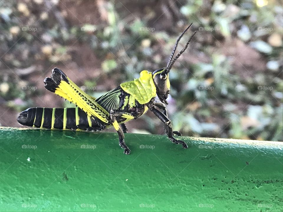 Yellow grasshopper 