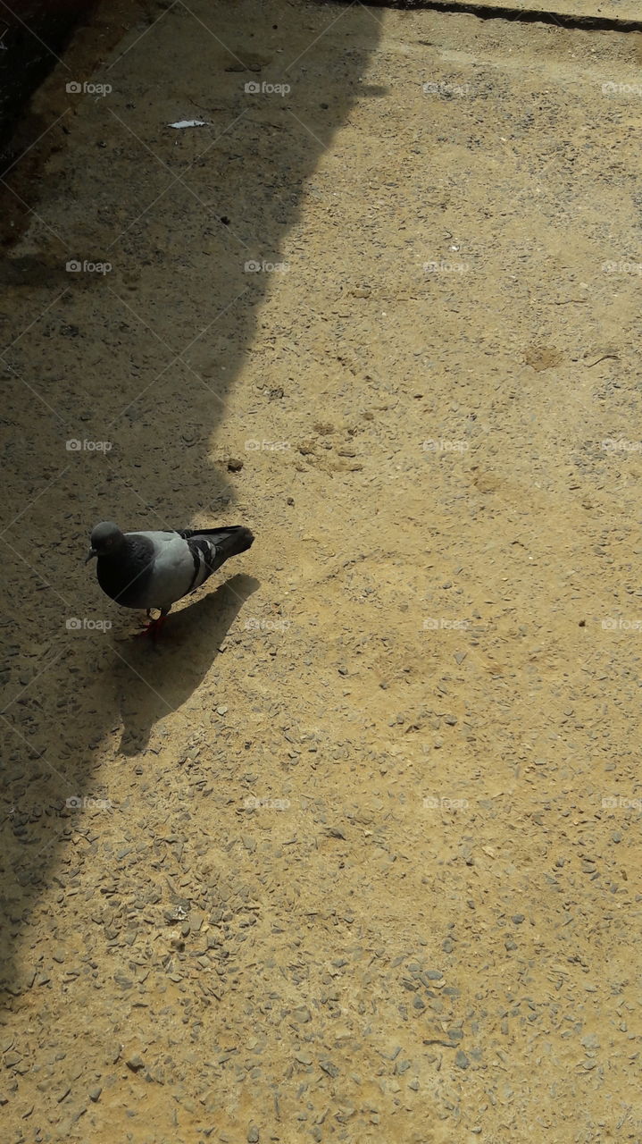 Indian pigeon for