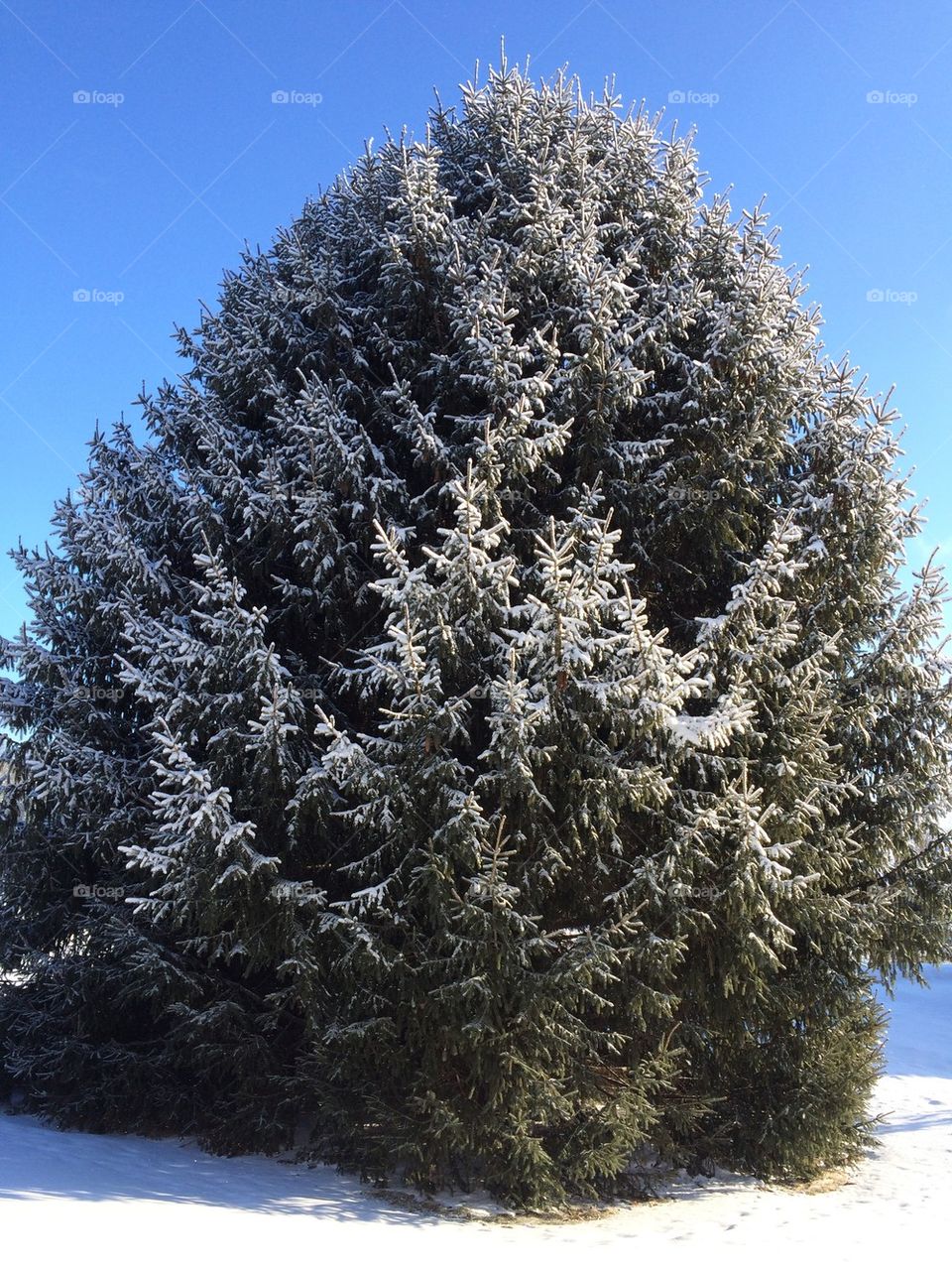 Winter pine tree
