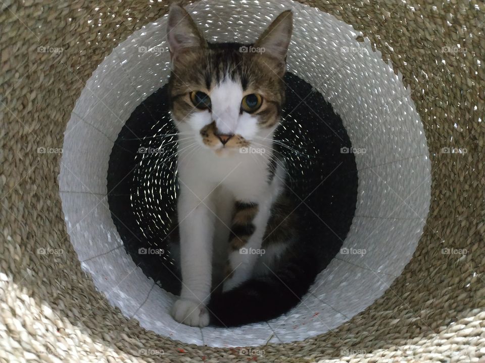 cat in bucket