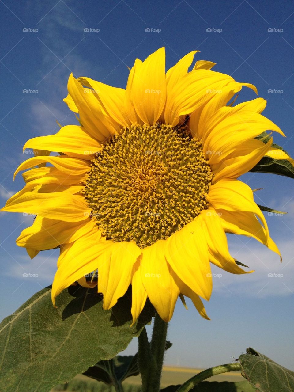 Sun flower