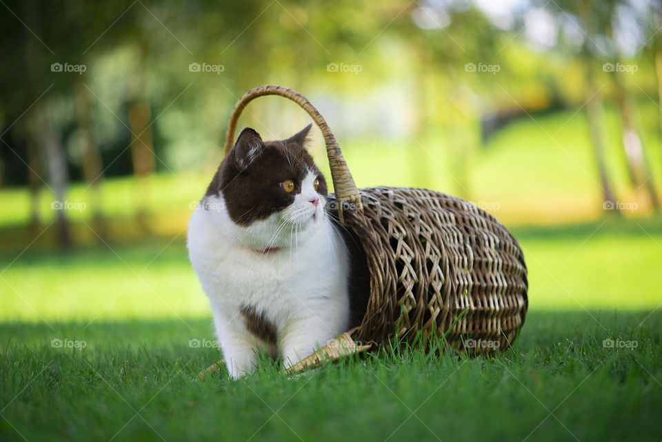 British shorthair cat